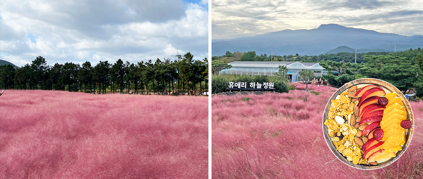 핑크뮬리,핑크뮬리명소,핑크뮬리시기,가을핑크뮬리,경주핑크뮬리,제주도핑크뮬리,제주핑크뮬리,수도권핑크뮬리,서울핑크뮬리,하남핑크뮬리,경기도핑크뮬리,하남미사경정공원,서울데이트코스,데이트코스