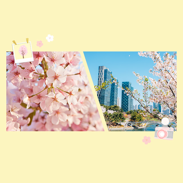 이 코스 모르면 손해예요! 벚꽃 명소+웰스토리 추천 맛집 완전 정복