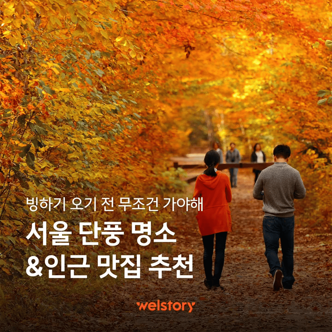 찬 바람 불기 전에 지금 딱 가기 좋은 서울 단풍 명소🍁
